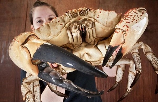 Cua khổng lồ Tasmania là một trong những giống cua lớn nhất trên thế giới.