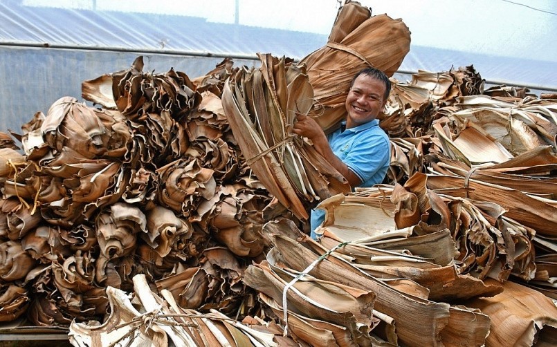Anh Nguyễn Văn Tuyến trong nhà kính chứa nguyên liệu mo cau. 