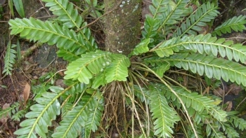 Công dụng của cây chân rết