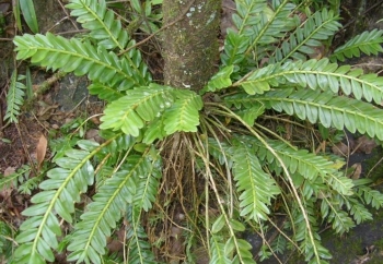 Công dụng của cây chân rết