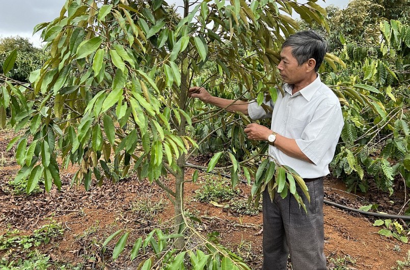 Những cây sầu riền mới trồng mang theo bao kỳ vọng của người dân.