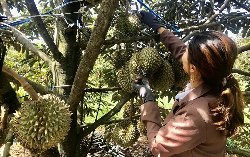 Hiện nay, sầu riêng đang là cây trồng đem lại lợi nhuận cao cho nông dân.