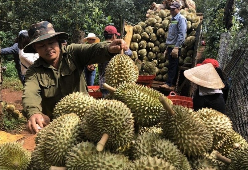 Trái sầu riêng có giá trị kinh tế cao và dư địa thị trường vẫn còn rất lớn.