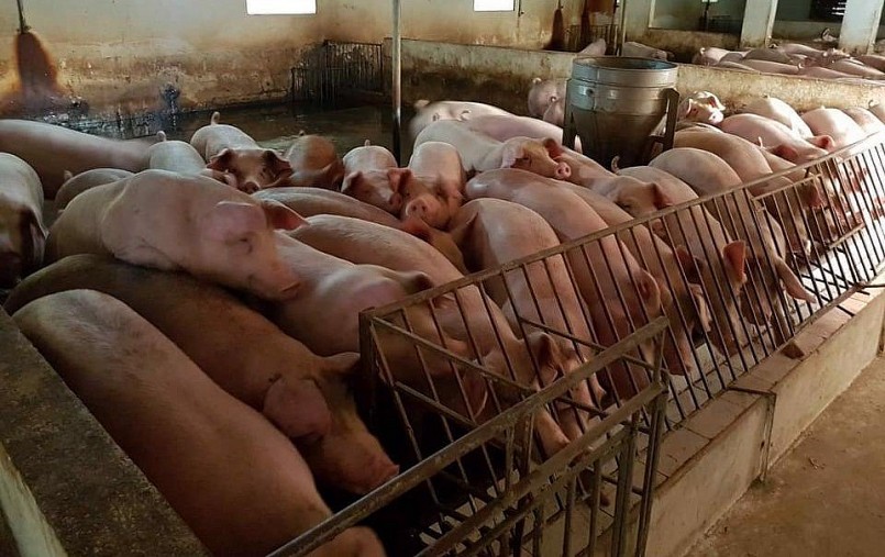 Giá heo hơi hơi hôm nay 18/4, tăng khởi sắc từ 1.000 đến 2.000 đồng trên cả nước.