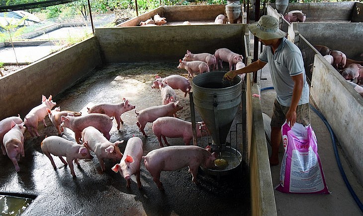 Giá heo hơi hơi hôm nay 18/4 đã có tín hiệu khởi sắc nhưng những khó khăn vẫn bủa vây người chăn nuôi ở Đồng Nai.