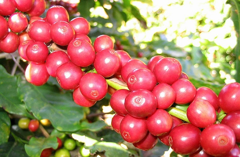 Giá nông sản hôm nay 18/4, giá cà phê tăng khởi sắc trên sàn kỳ hạn đẩy giá cà phê trong nước tăng 400 đồng/kg.