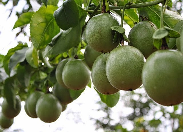 Quả chanh dây có nhiều lợi ích cho sức khoẻ