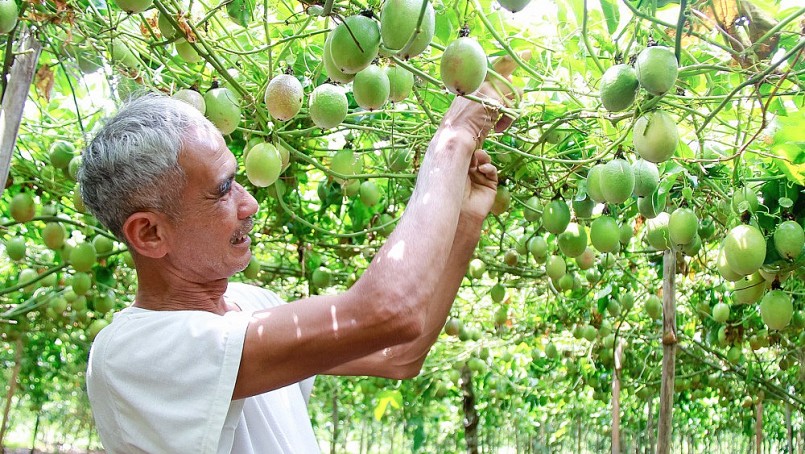 Ông Lê Minh Ứng với mô hình trồng chanh dây cho thu nhập cao
