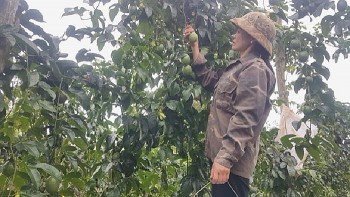 Trồng cây dây leo quả sai lúc lỉu, mỗi tuần thu hoạch 2,5 tấn, nhà nông giàu to