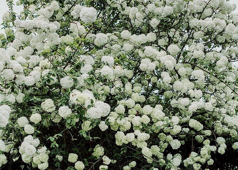 Cây cẩm tú cầu thân gỗ có khả năng ra hoa vô cùng ngoạn mục.