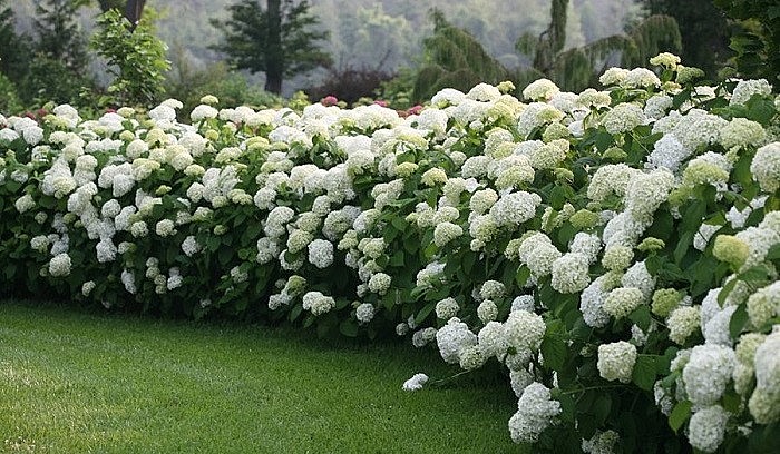 Cây hoa cẩm tú cầu thuộc loại cây thân gỗ khỏe mạnh, ít sâu bệnh và ưa khí hậu mát, ưa bóng râm.