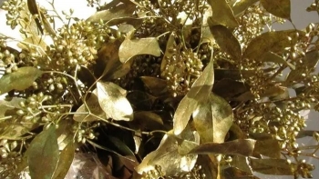 Phát hiện chấn động: Cây bạch đàn có thể hút vàng lên lá được trồng để thăm dò các mỏ vàng