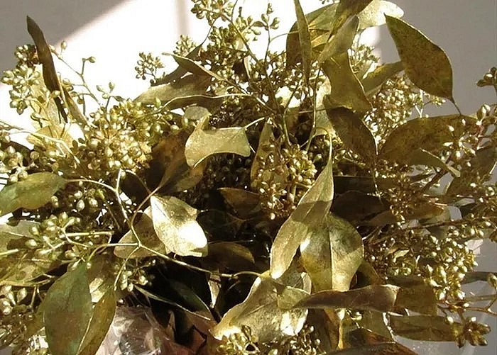 Vàng không phải là một kim loại cực độc hại. Chính vì thế, cây có cơ chế dồn vàng lên các đầu mút của cây, như lá cây, để giảm thiểu phản ứng sinh hóa độc hại.