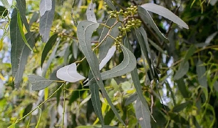 Kết quả là bên trong lá cây có chứa tinh thể vàng với kích cỡ khoảng 8 micromet. Trong khi bạch đàn là một loài cây cực phổ biến tại Việt Nam.