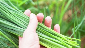 Công dụng của cây lá hẹ đối với sức khỏe