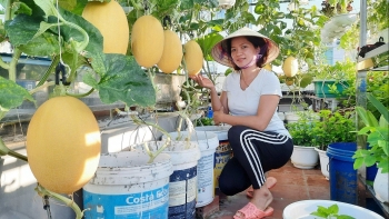 Vườn rau quả đủ loại trên sân thượng xanh bất chấp thời tiết, phát hiện thiên dược cho cây từ vỏ quýt, thuốc lào