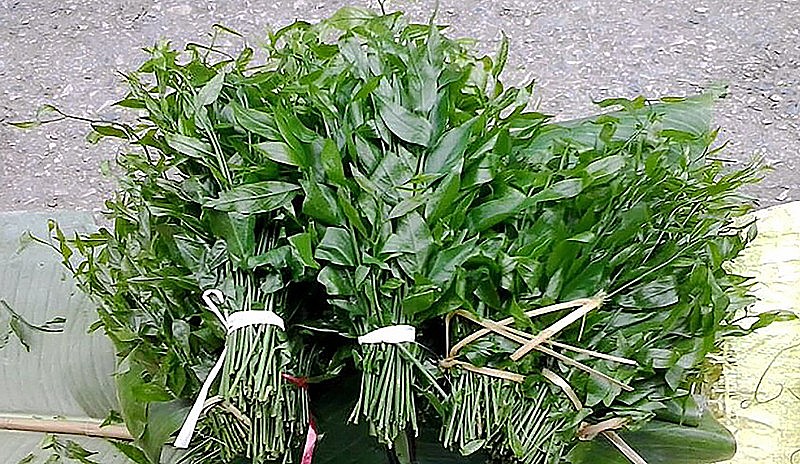 Rau sắng là cây quý nhất ở Vườn Quốc gia Xuân Sơn tỉnh Phú Thọ