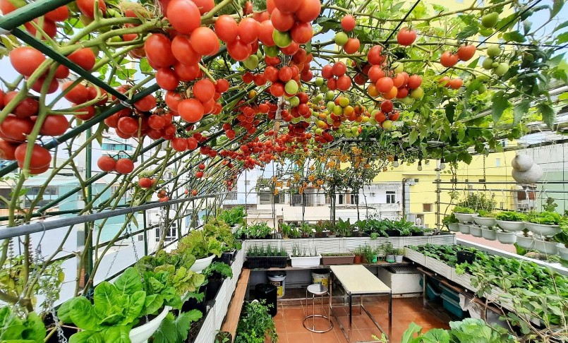 Sau vài tháng khu vườn mới hình thành với những loại rau quả ưa thích.