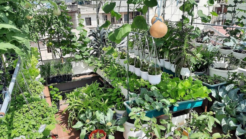 Ngoài trồng rau xanh phục vụ bữa cơm hàng ngày, chị thử sức với các loại cây khó chăm hơn như các loại dưa lê, dưa lưới, nho, cà chua leo giàn bạch tuộc, dâu tây, cải thảo, ớt ngọt....