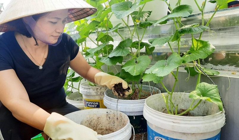 Chị cải tạo lại vườn, ủ đất với rác nhà bếp, nấm đối kháng nhằm tiêu diệt mầm bệnh và giúp đất giàu dưỡng chất hơn.