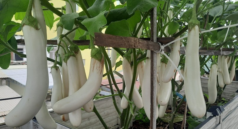 Sau này chị còn làm dung dịch từ vỏ chuối, trứng, sữa hết hạn bón bổ sung kali cho cây. Chị ra chợ xin thêm đầu cá, bã đậu nành về ủ làm phân đạm.