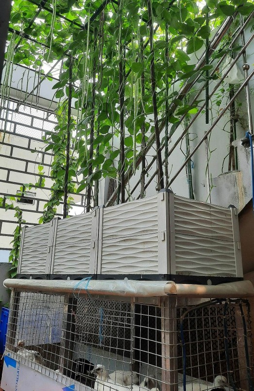 Sân nhỏ phía trước rộng 12 m2, chị Lan tận dụng làm chuồng nuôi 11 con gà, đủ cung cấp trứng cho cả nhà. 