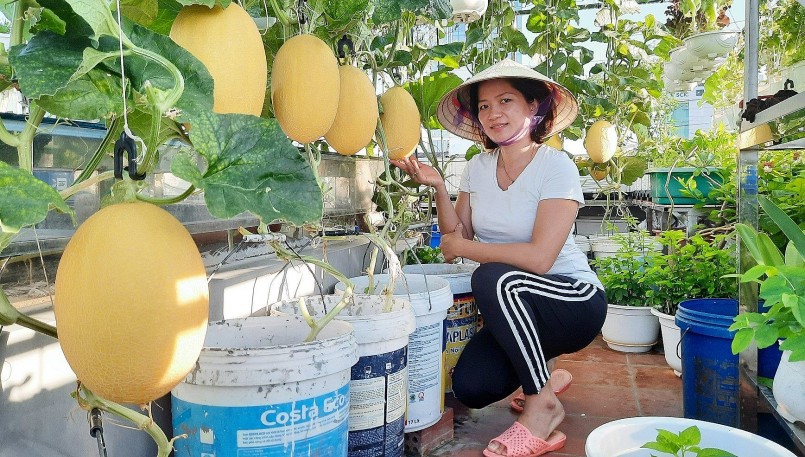 Để có vườn rau sân thượng xanh tốt quanh năm là sự nỗ lực của chị Lan với bí quyết tạo ra nguồn phân bón đặc biệt.