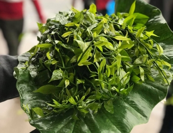 Rau sắng có tác dụng gì mà là cây quý nhất ở Vườn Quốc gia Xuân Sơn tỉnh Phú Thọ