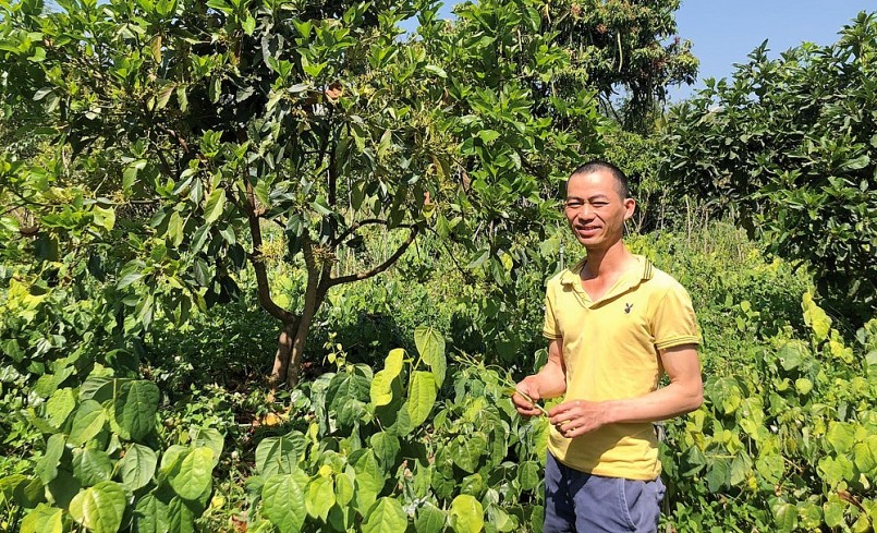 Anh Minh trồng rau bò khai chỉ cần trồng một lần, khi cây cao chừng 60 cm là bắt đầu bấm đọt, thu hoạch ngọn hàng ngày. Anh Minh trồng rau bò khai chỉ cần trồng một lần, khi cây cao chừng 60 cm là bắt đầu bấm đọt, thu hoạch ngọn hàng ngày.