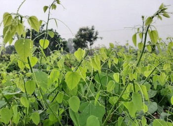 Đưa rau rừng Tây Bắc trồng đại trà trên Tây Nguyên thu nửa tỷ mỗi năm, làm lười lại có rau sạch