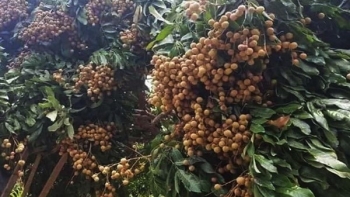 Lại đến mùa nhãn chín, trồng kiểu gì mà trái từng chùm gãy cành, thương lãi sẵn sàng trả giá cao?
