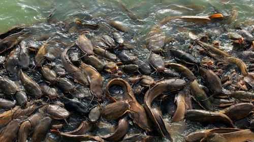 Loại cá bị chê ở chợ Việt nhưng lại bổ ngang vi cá mập