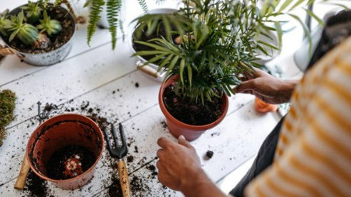 Những thói quen xấu khi trồng hoa, 10 người thì 9 người phạm phải, hãy sửa nhanh kẻo chỉ còn chậu rỗng