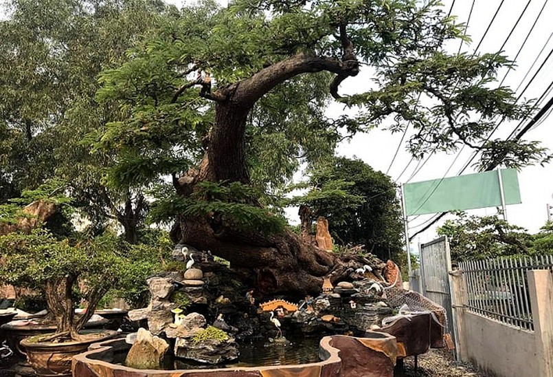 Hình dáng cây me như con rồng đang bay lên.