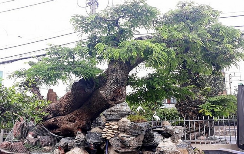 Cây me có hình dáng độc, lạ được cho là hiếm có.