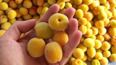 Loại quả người Hunza hay ăn để sống lâu Việt Nam có rất nhiều, đó là quả gì?