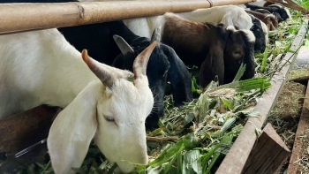 Chạy trốn "cây vàng đen" sang nuôi dê, nay rớt giá thảm, giờ biết trồng cây gì nuôi con gì?