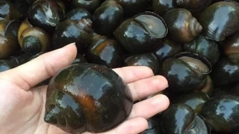 Nuôi ốc đặc sản theo hướng hữu cơ chỉ cho ăn rau quả tự nhiên thu lãi 40 triệu đồng/tháng