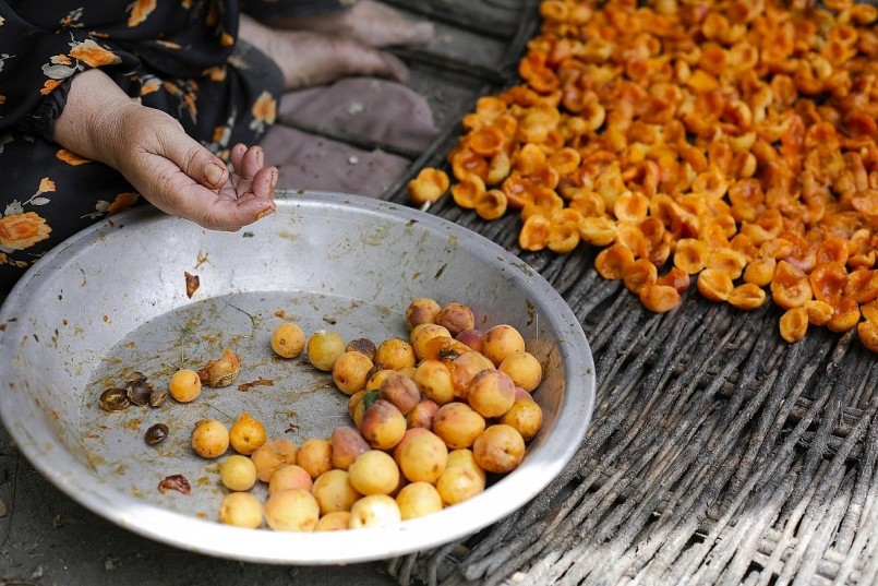 Quả mơ là thực phẩm chính của người Hunza