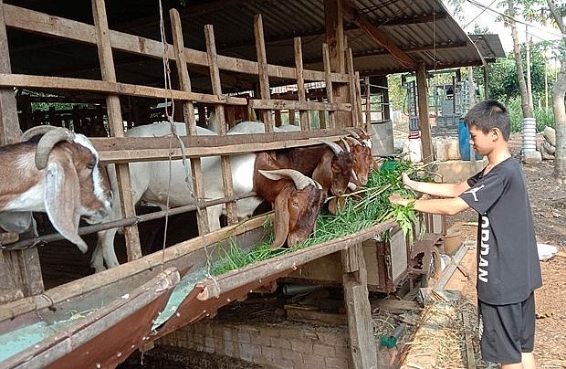 Việc giá dê giảm sâu hiện nay đang khiến một số hộ thất thu lớn.