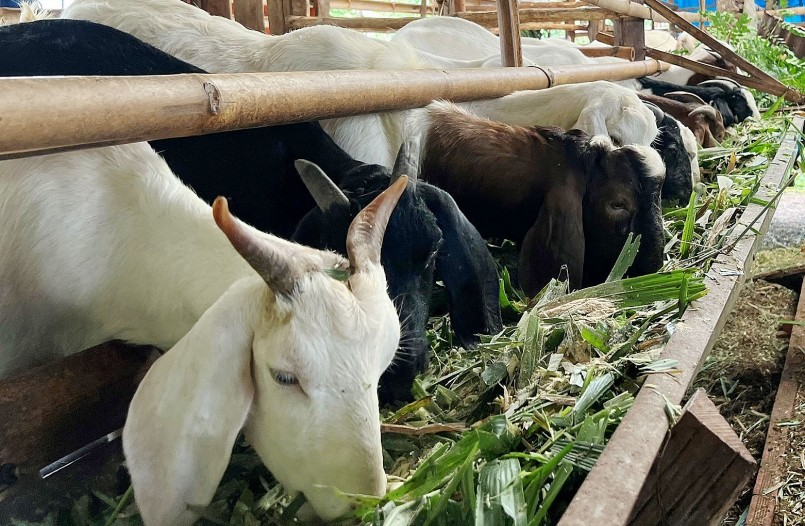 Nuôi dê từng được kỳ vọng sẽ tạo thu nhập cao cho nông dân ở nhiều địa phương tại Bình Phước.