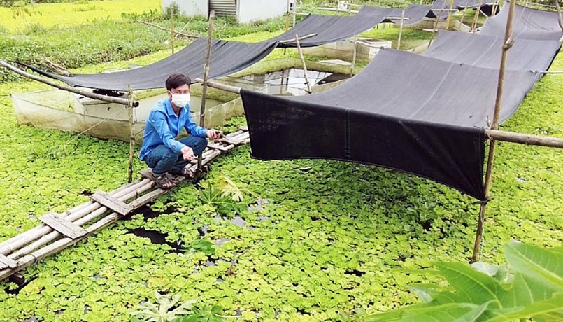 Trang trại nuôi ốc hữu cơ của anh Nguyễn Hồng Khương. Trang trại nuôi ốc hữu cơ của anh Nguyễn Hồng Khương.