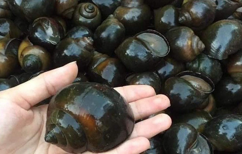 Nuôi ốc bươu đen theo hướng hữu cơ đem lại thu nhập cao cho nhiều hộ dân ở Cần Thơ. Nuôi ốc bươu đen theo hướng hữu cơ đem lại thu nhập cao cho nhiều hộ dân ở Cần Thơ.