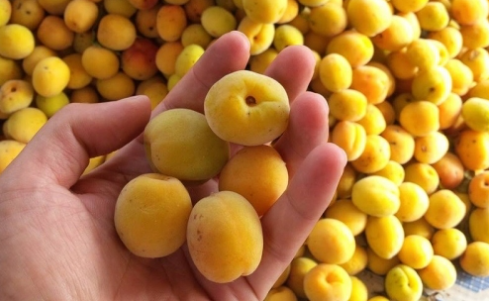 Loại quả người Hunza hay ăn để sống lâu Việt Nam có rất nhiều, đó là quả gì?