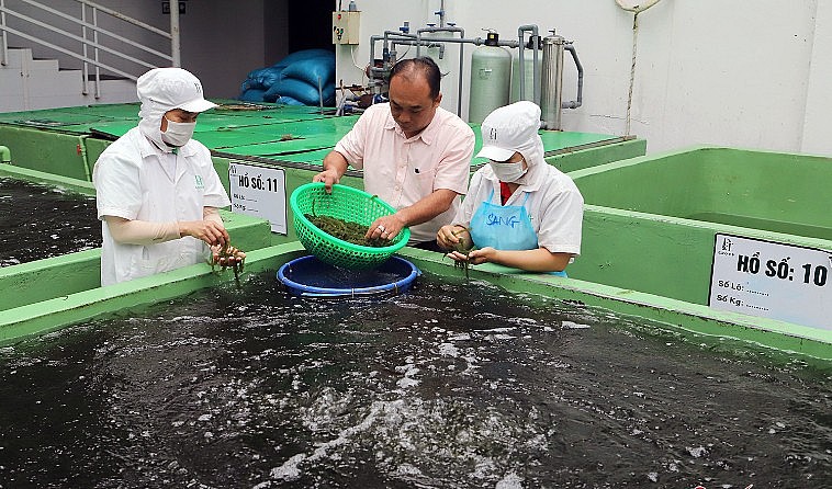 Mô hình trồng rong nho của anh Duy