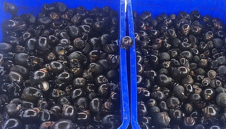 Thức ăn cho ốc được tận dụng từ cỏ dại, trái cây hư như ổi, đu đủ có sẵn trong vườn. Thức ăn cho ốc được tận dụng từ cỏ dại, trái cây hư như ổi, đu đủ có sẵn trong vườn.