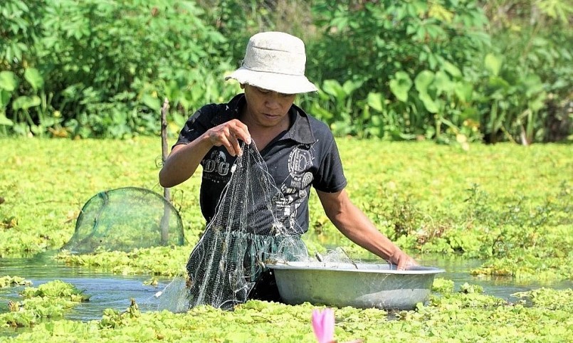 Để sản xuất ốc bươu hữu cơ anh Khương nuôi ốc trong ao bèo kết hợp thả cá sặc, cả bảy trầu cộng sinh để làm sạch nước. Để sản xuất ốc bươu hữu cơ anh Khương nuôi ốc trong ao bèo kết hợp thả cá sặc, cả bảy trầu cộng sinh để làm sạch nước.