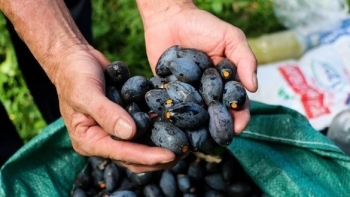 Siêu quả vốn mọc hoang trong rừng quý như 