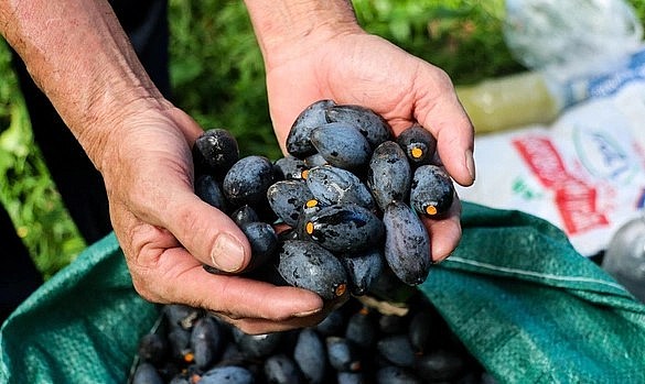 Quả trám đen được nhiều người yêu thích sử dụng làm món ăn.