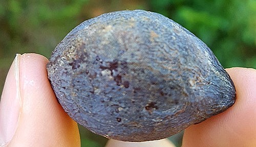 Quả của cây trám đen được thương lái Trung Quốc bao tiêu mua trọn quả trong 10 năm với giá 200.000/kg.